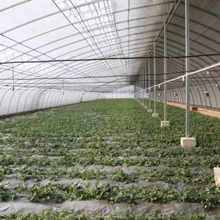 广西南宁草莓种植基地喷淋灌溉/施肥/撒药